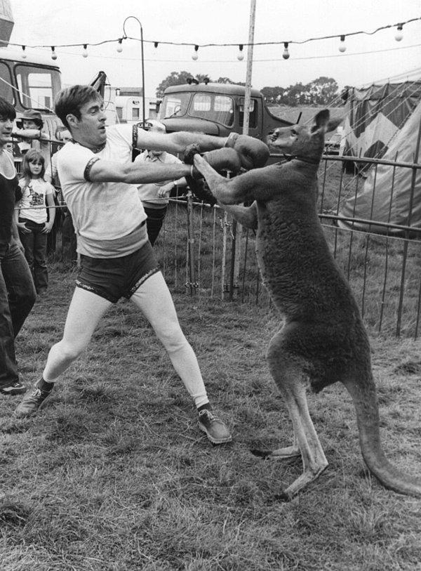 10. Saldırıya uğrayan bu barışçıl kanguru