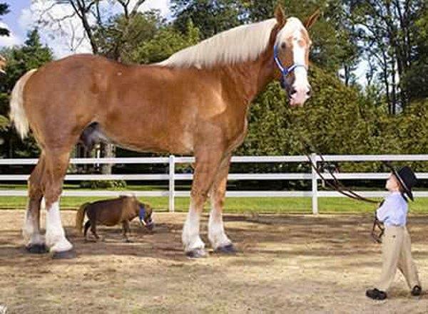 Dünyanın en uzun atı ile dünyanın en kısa atının buluşması.