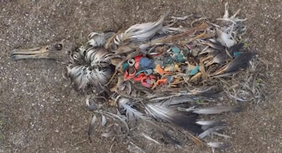 Gözlerinize İnanamayacaksınız; İnsanoğlu Doğayı Nasıl  Katlediyor?