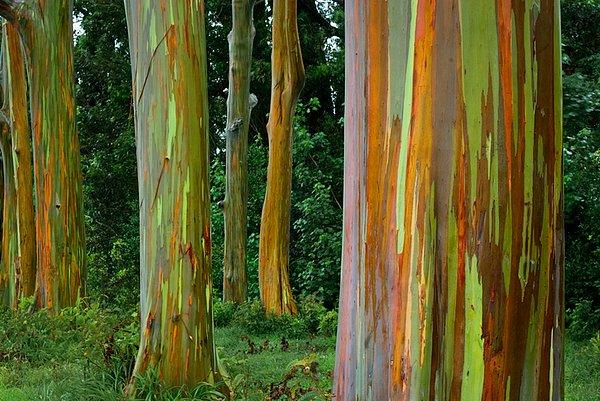 9. Hawaii'deki Gökkuşağı Görünümlü Ökaliptus Ağacı