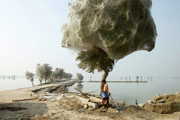 11. Pakistan'daki Örümcek Ağlarıyla Örülmüş Ağaçlar