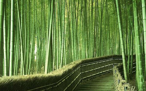 Kyoto Bambu Yolu, Japonya