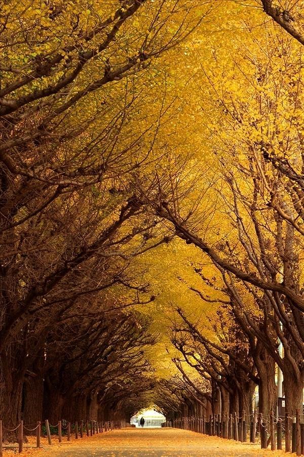 Ginkgo Ağaç Tüneli, Japonya