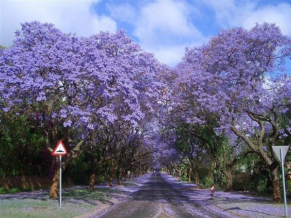 Jacarandalarla dolu bir yol, Güney Afrika
