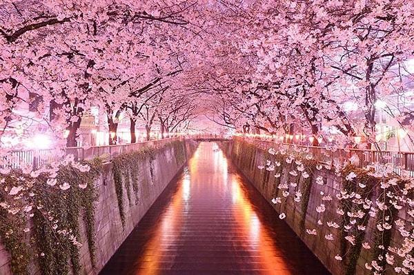 Sakura Tüneli, Japonya
