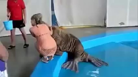 Kızı Poposundan Tokatlayan Deniz Aygırı