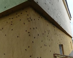 Diyarbakır Kulp'ta Çekirge İstilası