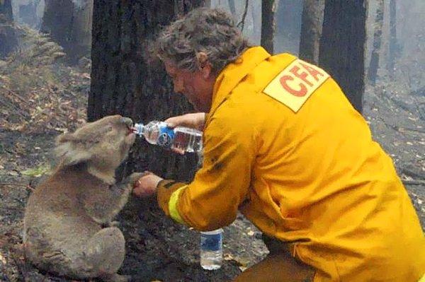 25. İtfaiyeci Avustralya'da meydana gelen bir orman yangını esnasında koalaya su verirken