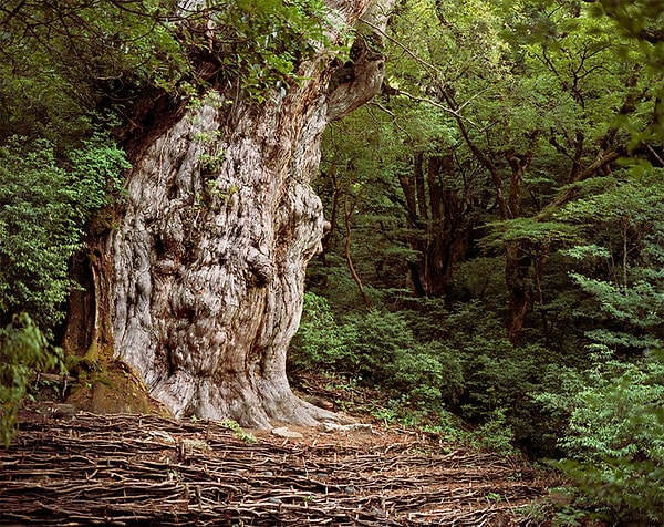 Jōmon Sugi (Japonya Sediri), 7.000 yaşında