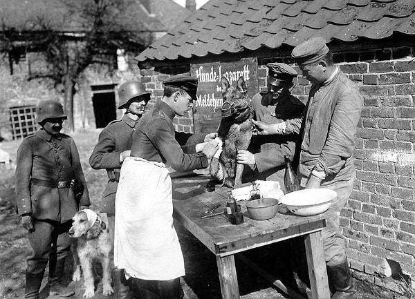 36. Yaralanan posta köpeklerinin tedavi edildiği bir Alman köpek hastanesi, 1918