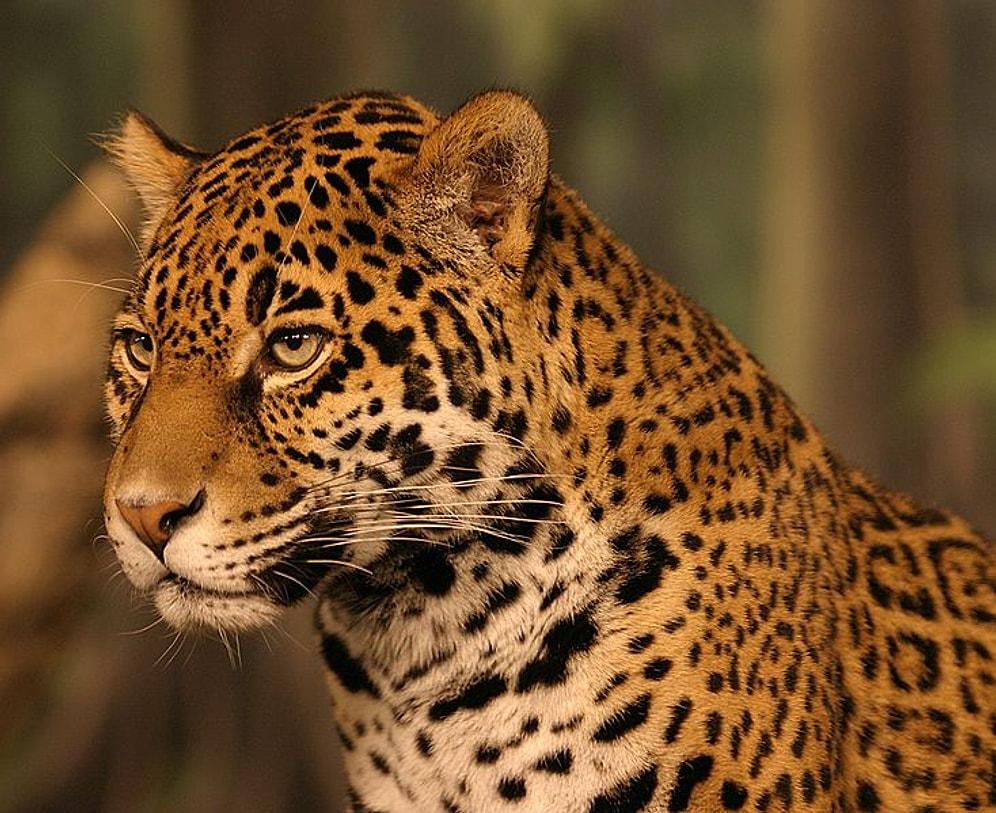Jaguarın Rakipsiz Bir Avcı Olduğuna Dair 10 Gerçek
