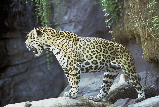 Gizemli vahşi kedi - siyah jaguar: açıklama, yaşam alanları Gizemli vahşi kedi - siyah jaguar: açıklama, yaşam alanları