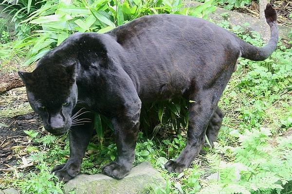 5. Geceleri Amazonda Dolaşacaksan Eğer Öyleyse Ne Diye Jaguara Unutuyorsun Etme!