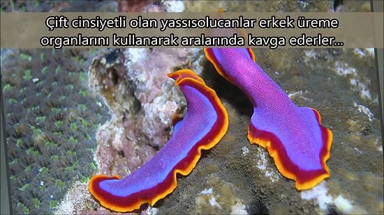 En İlginç 11 Hayvan Çiftleşmesi ve Ritüeli