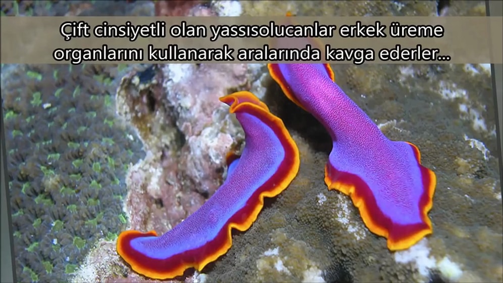 En İlginç 11 Hayvan Çiftleşmesi ve Ritüeli