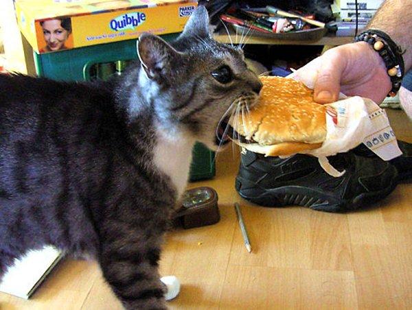 Hamburger canavarı kedi