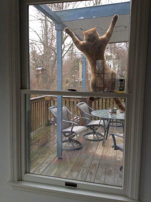 Cama yapışan kedi