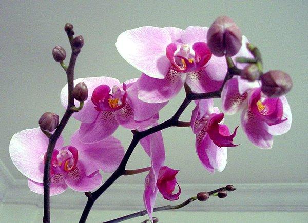 2.İki günde solan bir demet çiçek yerine kalıcı olucak ve ev dekorasyonuna katkılı olan orkide yada ortanca tarzı çiçekler alın.