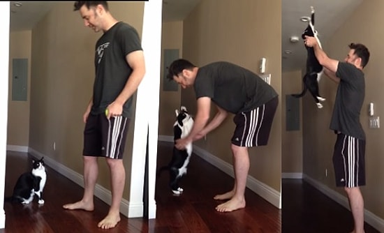 Ayağa Kalkarak Sahibine Sarılan Kedi