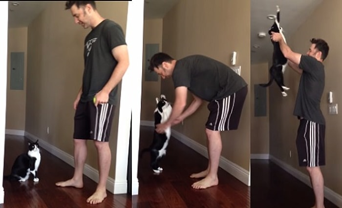 Ayağa Kalkarak Sahibine Sarılan Kedi