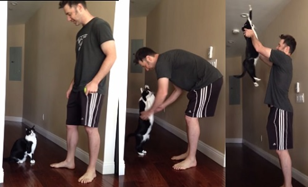 Ayağa Kalkarak Sahibine Sarılan Kedi