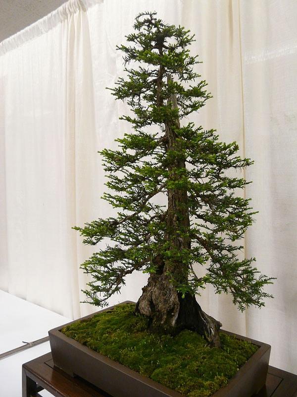 2. Dünya'nın en uzun ağacının bonsai versiyonu