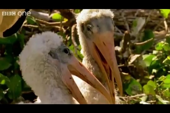 Hayvanlar Konuşursa: Çok güleceksiniz