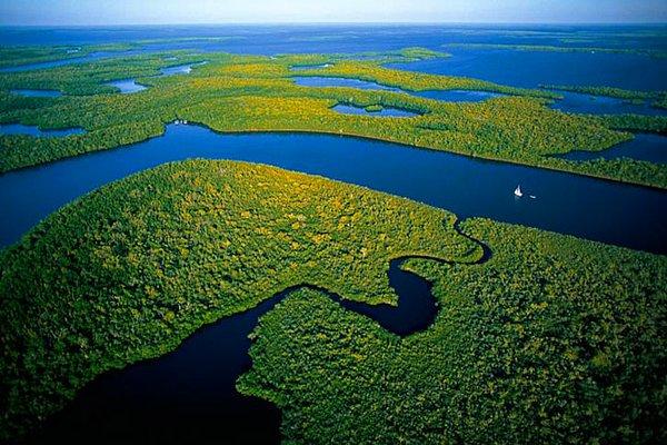 1. Mangrov Ormanları, Everglades Ulusal Parkı, ABD