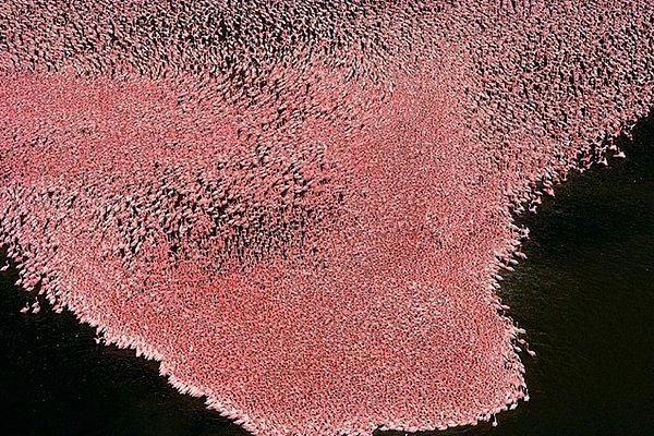 8. Nakuru Gölü Üzerinde Flamingolar, Kenya