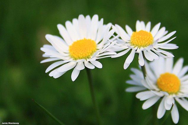 1. You don’t need to buy a daisy, you can just go to the countryside and collect them.