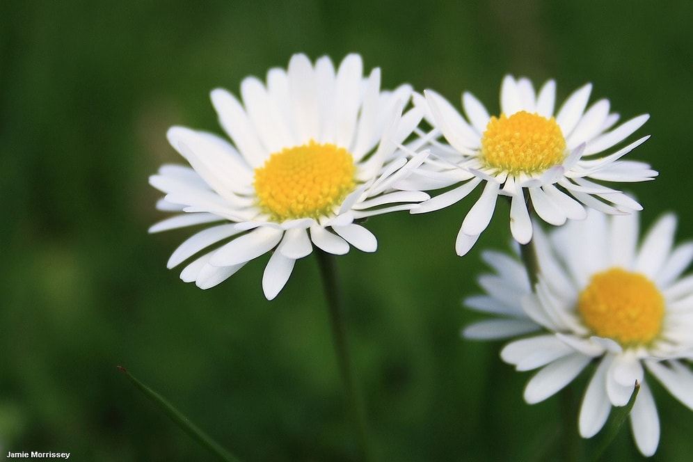 15 Reasons Why Daisy Is The Most Beautiful Flower!