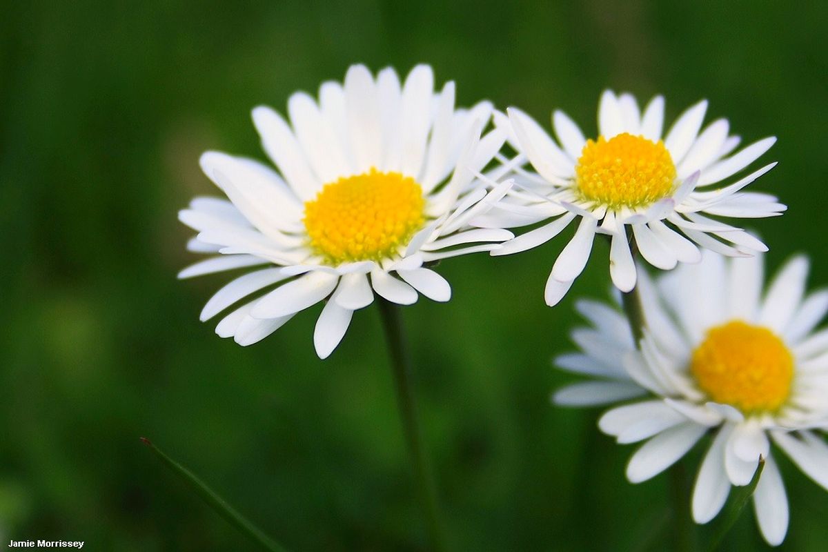 15 Reasons Why Daisy Is The Most Beautiful Flower!