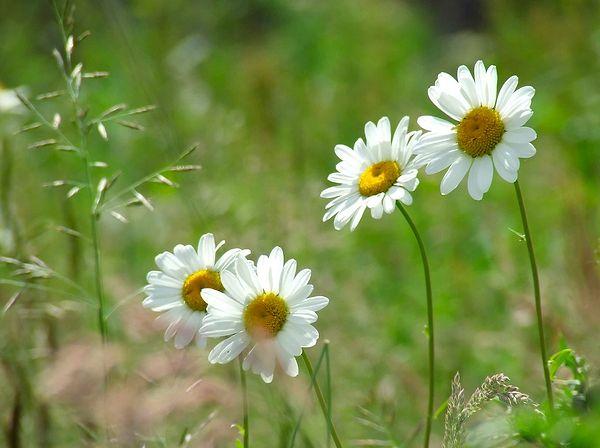 3. There is no woman on earth who can say no to daisies.