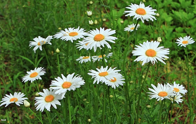 4. Daisies are plain and modest, yet beautiful.