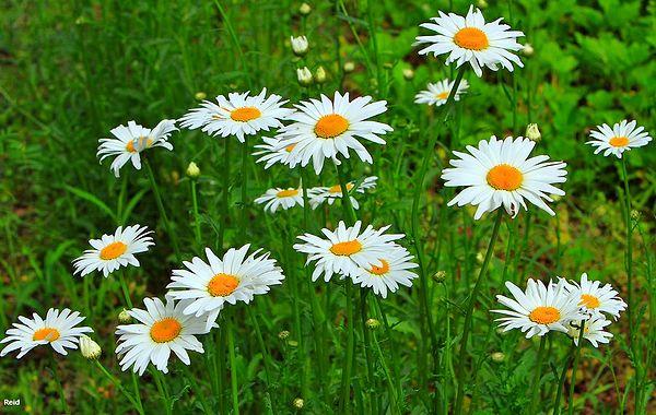 4. Daisies are plain and modest, yet beautiful.
