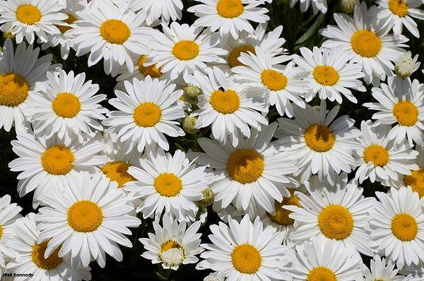 7. Daisies live in colonies, making you feel not so alone.