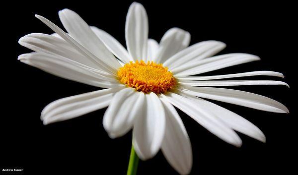 8. Chamomile, which is a daisy type, is used as herbal medicine & cosmetic in tea, cream, and lotion forms.