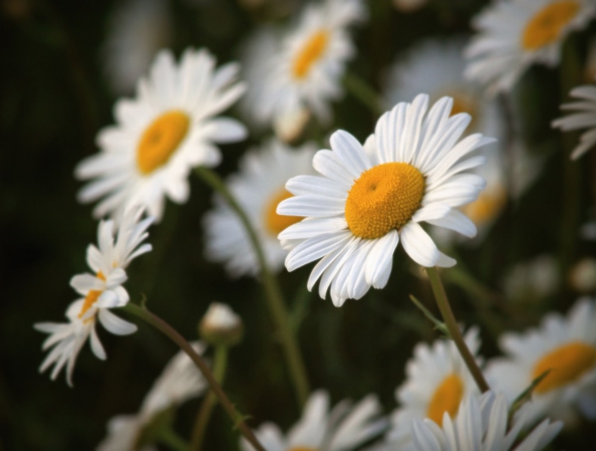 Daisy Pics