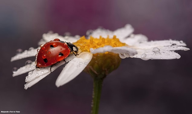 12. It fills your mind with only positive things, such as spring, love, beauty etc.