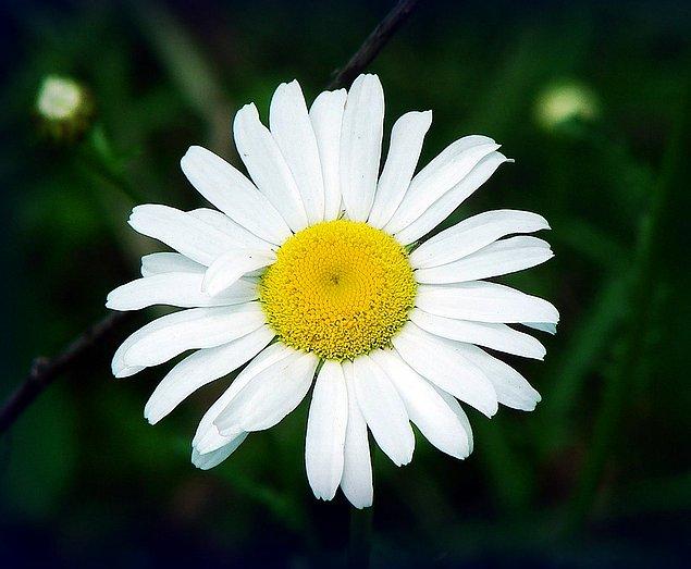 15. And hundreds of poems have been written to its name; To the Daisy...