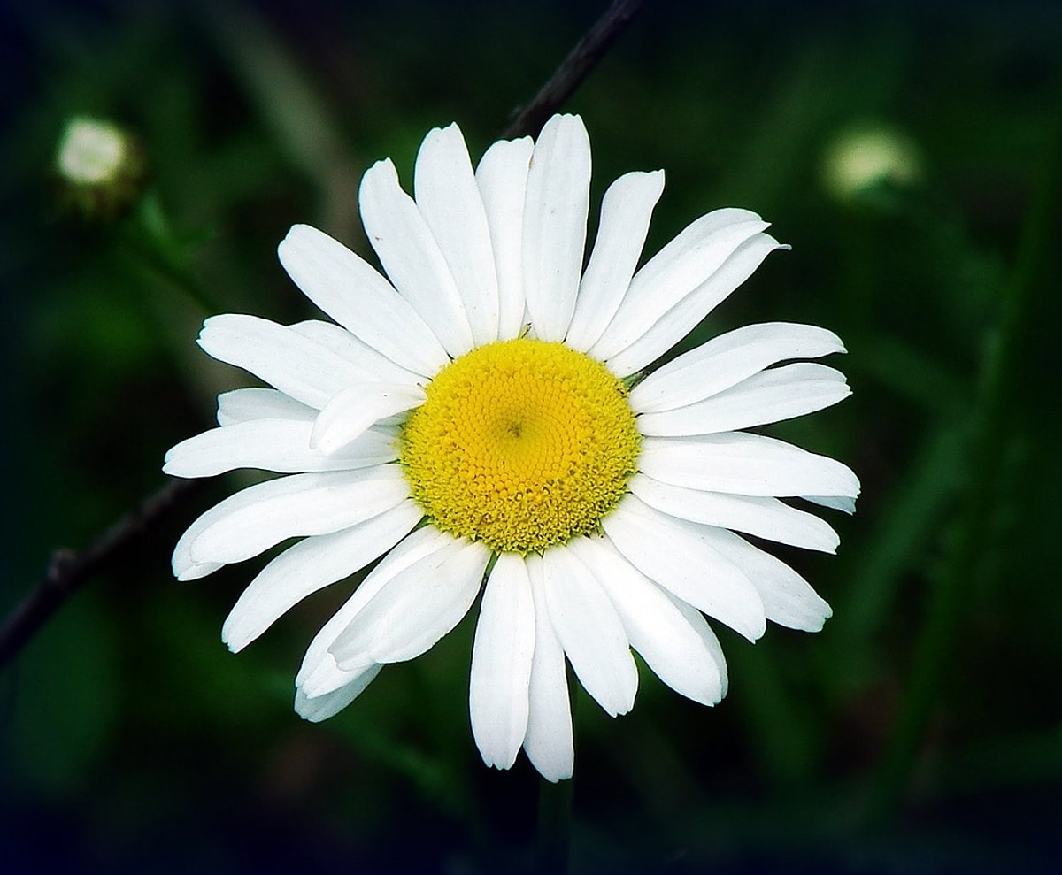 15 Reasons Why Daisy Is The Most Beautiful Flower!