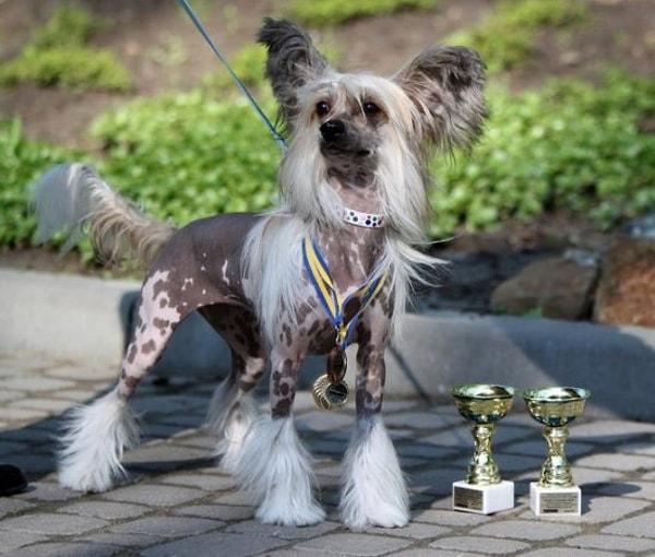 26. Chinese Crested