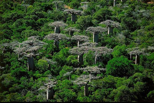 61.  Baobab Ağaçları, Madagaskar