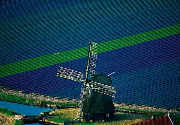 80. Tarlalar Arasında Yel Değirmeni, Holland