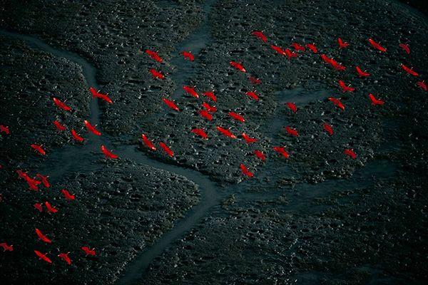 121. Kızıl İbis(Aynak) Kuşları, Amacuro Deltası, Venezuela