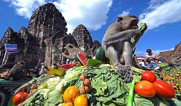 16. Maymun Büfe Festivali – Tayland