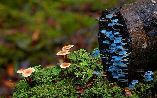 5. Blue mushroom
