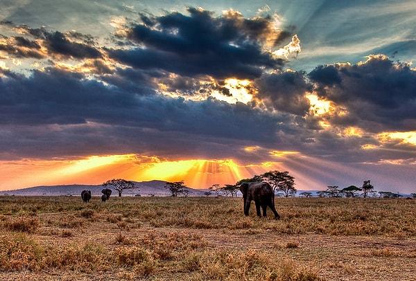 18. Serengeti Milli Parkı - Tanzanya