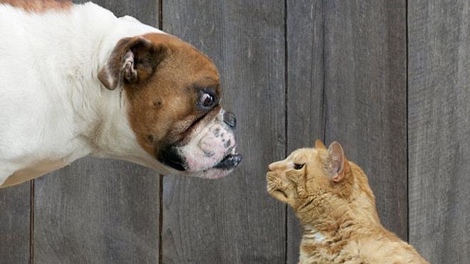 'Köpek mi Kedi mi?' Tartışmasında Son Nokta: Köpeklerin Daha İyi Olduğunun 42 Kanıtı