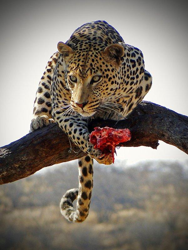 17. Bir leopar hak ederek avladığı yemeğini huzur içinde yemek için ağaca çıkmış.